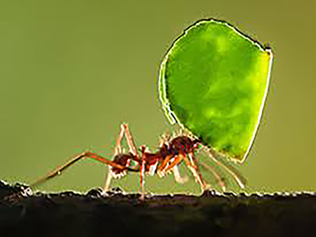 Atta kolombika, Peter Salvatore, Yaprak kesen karıncalar, küf mantarı