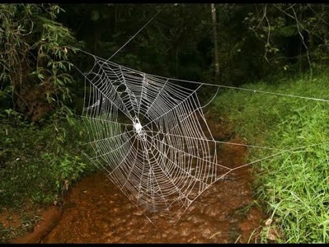 Darwin örümceği, darwin ağaç kabuğu örümceği, Peter Salvatore, Sualtı Dünyam, Darwin Örümceği Kimdir