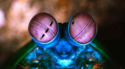 Mantis karidesi,Peter Salvatore,mantis karidesi yumruk, mantis karidesi özellikleri, mantis karidesi hakkında bilgi