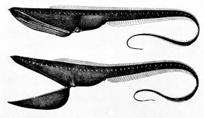 Pelikan Yılan balığı, Gulpeer eel, Peter Salvatore, Sualtı Dünyam, Pelikan yılan balığı kimdir