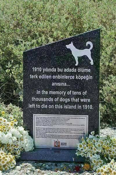 RIP, Sivri ada köpek mezarlığı, Peter Salvatore, Sualtı Dünyam, Sivri ada katliamı