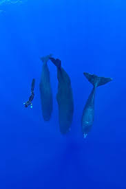 İspermeçet balinası, Peter Salvatore, Sualtı Dünyam, İspermeçet balinası özellikleri
