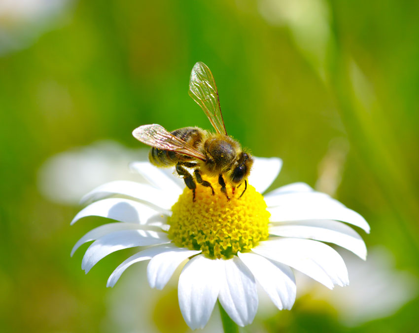 arıların yolculuğu, arılar hakkında bilgi, arılar neden önemlidir, arılar ne kadar yaşarlar
