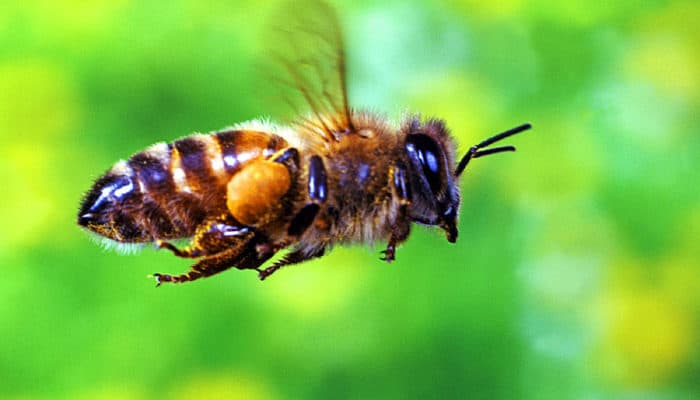Ariların Yolculuğu, Peter Salvatore, Arılar ve tozlaşma, Arılar nedir, Arıların anatomisi, bal arıları