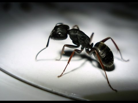 karıncaların gizemi hakkında bilgiler, karıncalar nedir, karıncalar nasıl yaşarlar, karıncaların yaşam alanları nerelerdir, kaç tür karınca vardır, karıncalar tehlikelimidir