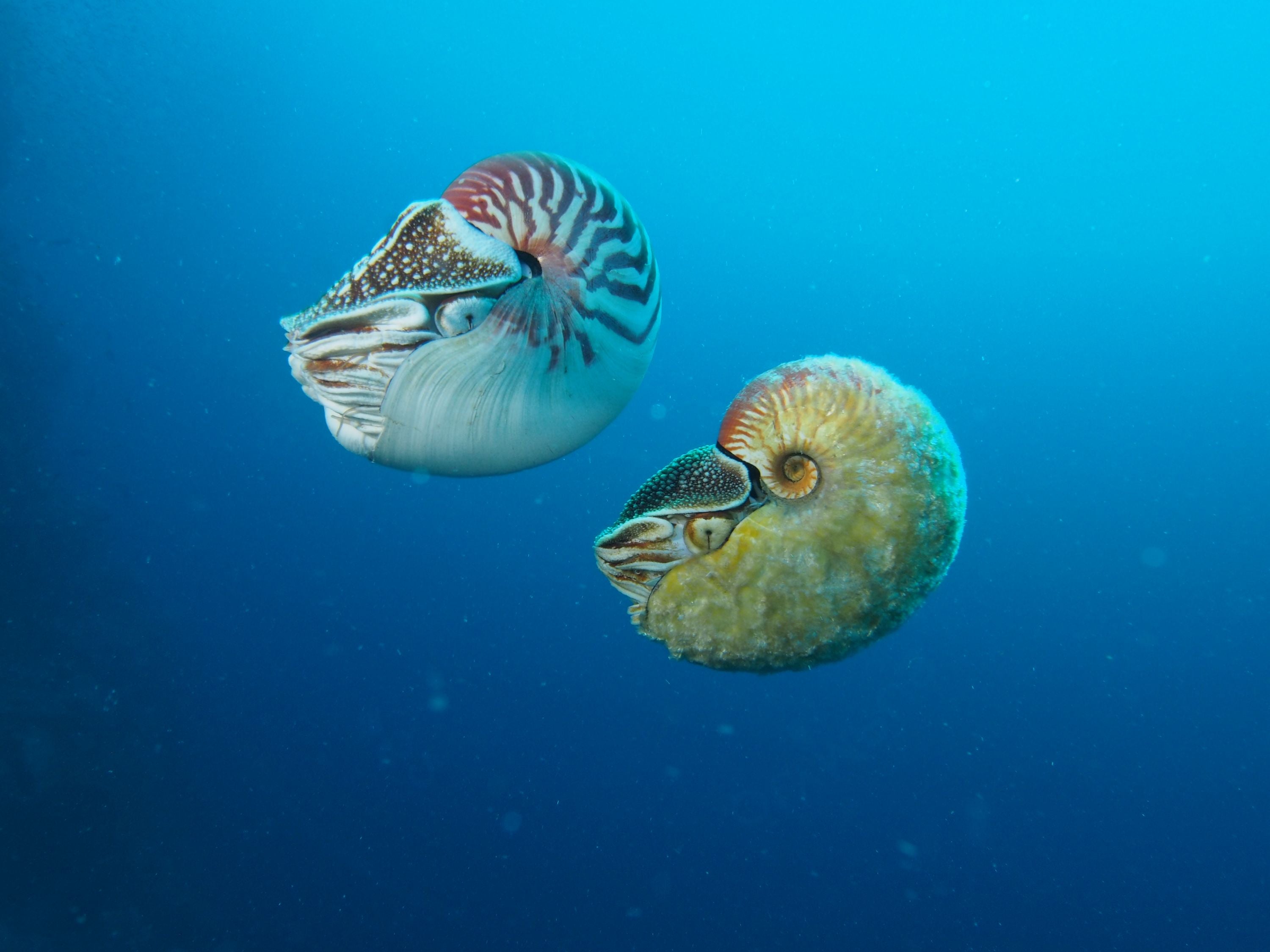 nautilus