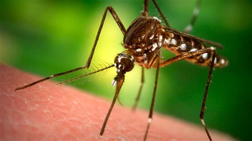 sivri sineklerin gizli silahları
		 sivri sinek tehlikelimidir, sivri sinek nedir, sivri sinekler nerede yaşarlar