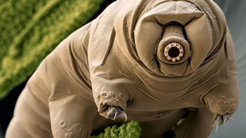 tardigrad nedir, tardigradlar nerede yaşarlar, tardigrad ne ile beslenir, tardigradlar nerededirler, su içinde tardigrad bulunur mu