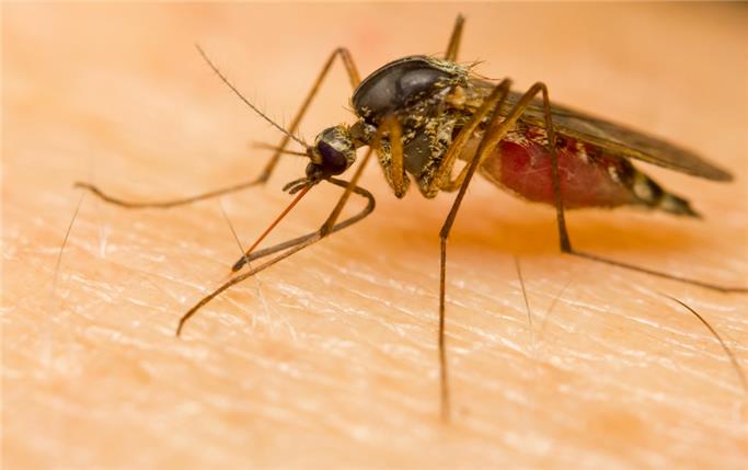 sivri sinekler nedir, sivrisineklerden nasıl korunulur, sivri sineklere karşı etkileyici ne kullanılır, sivri sinekler tehlikelimidir