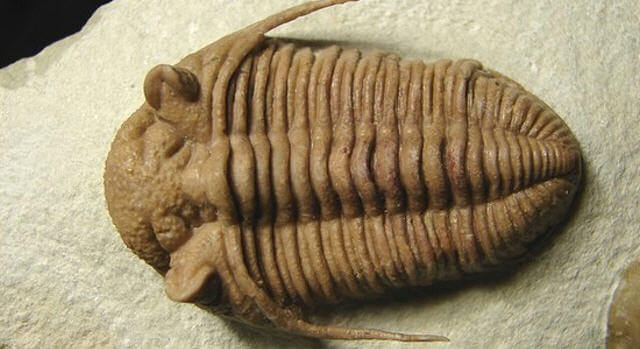 trilobitler nedir, trilobitler nerde yaşar, trilobit böceği ne ile beslenir, trilobitler hangi dönemde yaşamışlardır, trilobitler tehlikelimidir