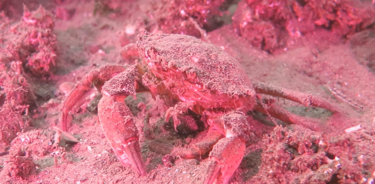 Derinliklerde renk arayışı, beyaz ışık dengesi nedir, beyaz ışık dengesi nasıl ayarlanır