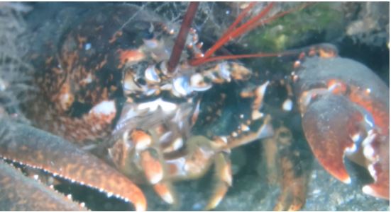 Viranbağlar nedir, viranbağlar hakkında bilgiler, viranbağlar günlüğü, viranbağlar dalış noktası hakkında yazı