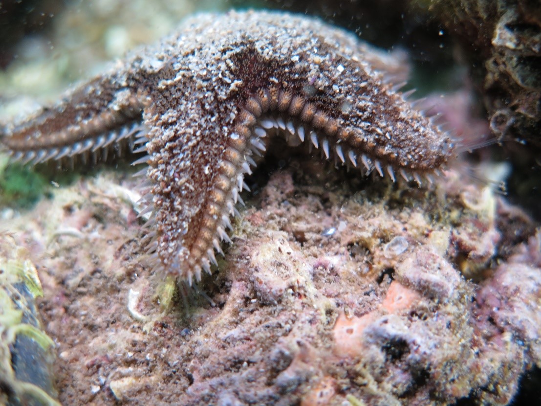 Ahmet Özdemir temmuz sayısı, Ahmet Özdemir ve temmuz sayısındakiler, Temmuz sayımızda neler var