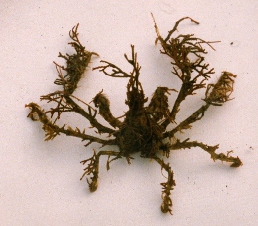 Dekoratör yengeç (Oregonia gracilis), dekoratör yengeç nedir, dekoratör yengecin özellikleri