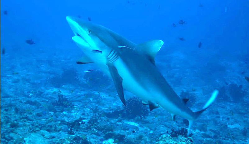 Yolanda Reef, Ylanda reefin köpekbalıkları, Yolanda reef nerededir, Kızıldenizdeki köpekbalıkları