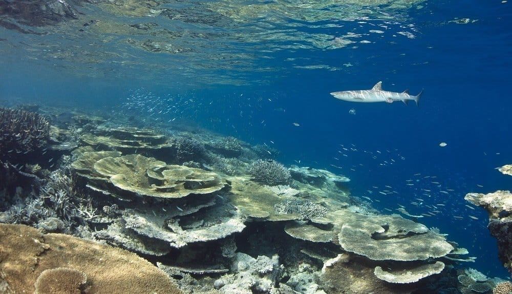 Palau, Palauda dalış yapmak, Micronesiada dalış yapmak, Palau sualtı güzellikleri