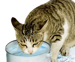 kediye bir kap su damlası vermek, hayvanların bizler için önemi nedir, bir kap su damlası