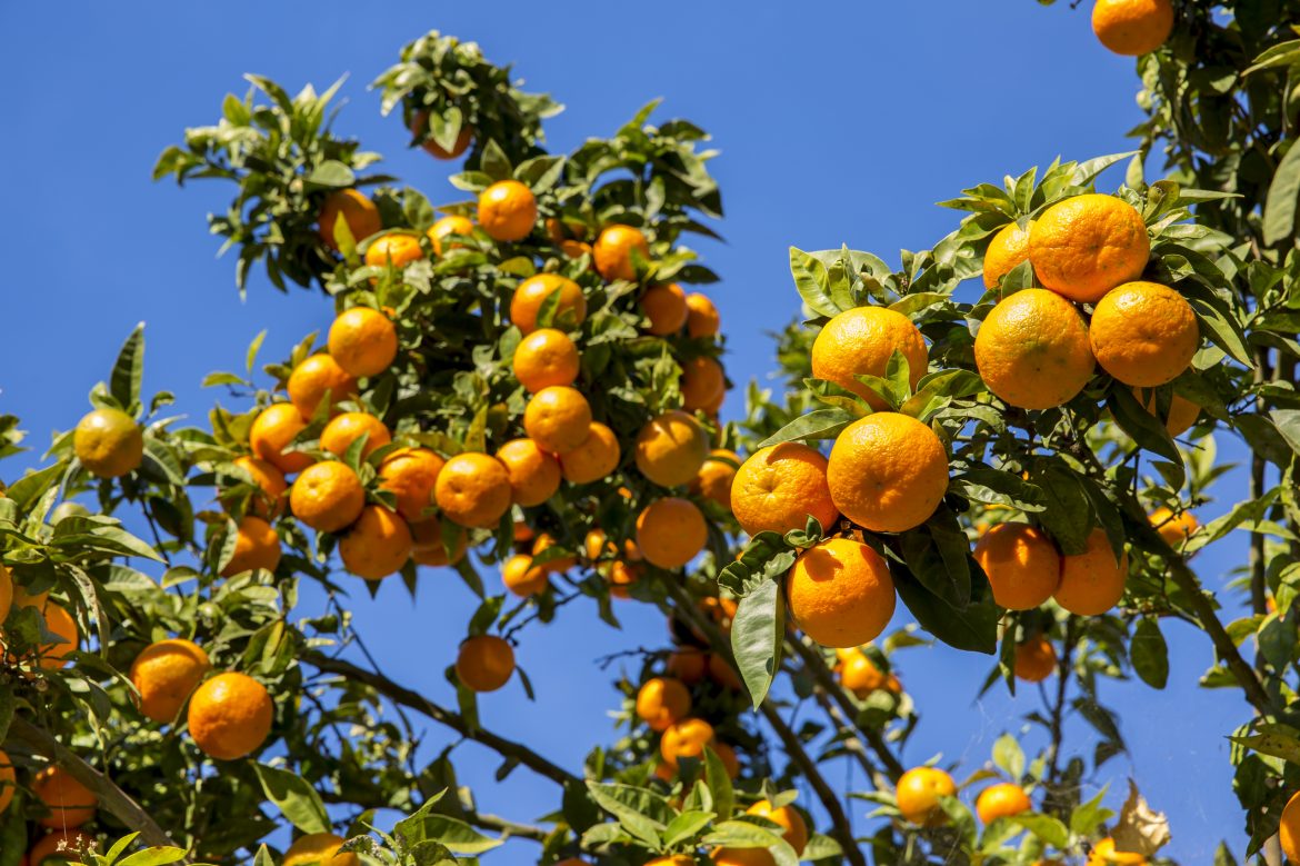 portakal ağaçları, Bodrumdaki portakal ağaçları, kariyerinin son noktasındaki portakal ağacı