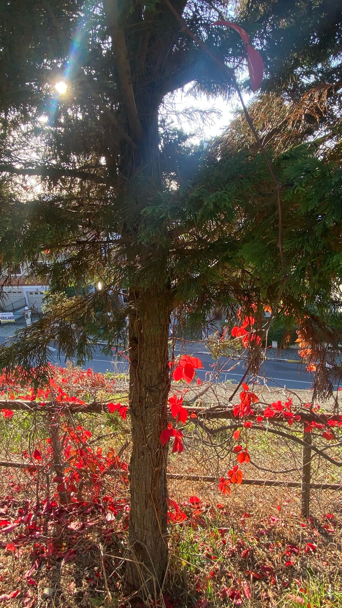 Mevsimler Değişirken, dr.zülcenah şahin yazıları, mevsimlerin değişmesi nedir, neden mevsimler değişir